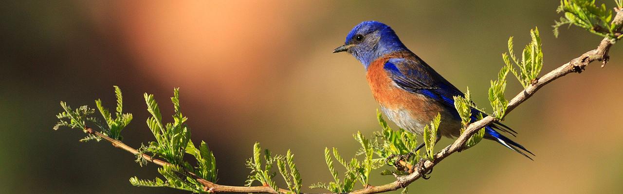 Birding Canada, Bird Watching Canada, Birding North America, Naturalist Journeys, Wildlife Tour, Wildlife Photography, Ecotourism, Specialty Birds, Endemic Birds, Birding Hotspot, Banff National Park