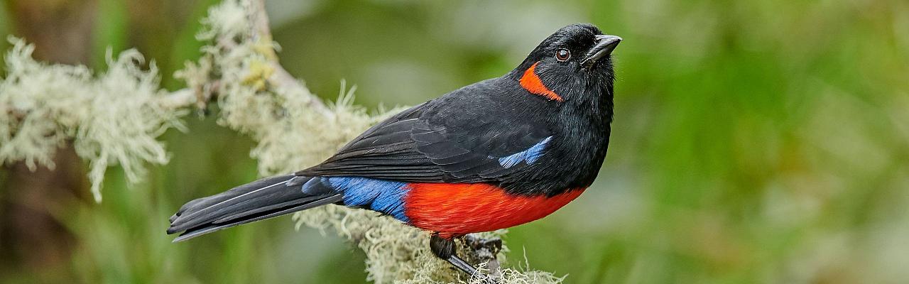 Scarlet-bellied Mountain Tanager, Birding Peru, Bird Watching Peru, Peru, South America, Naturalist Journeys, Wildlife Tour, Wildlife Photography, Ecotourism, Specialty Birds, Endemic Birds, Birding Hotspot, Machu Picchu
