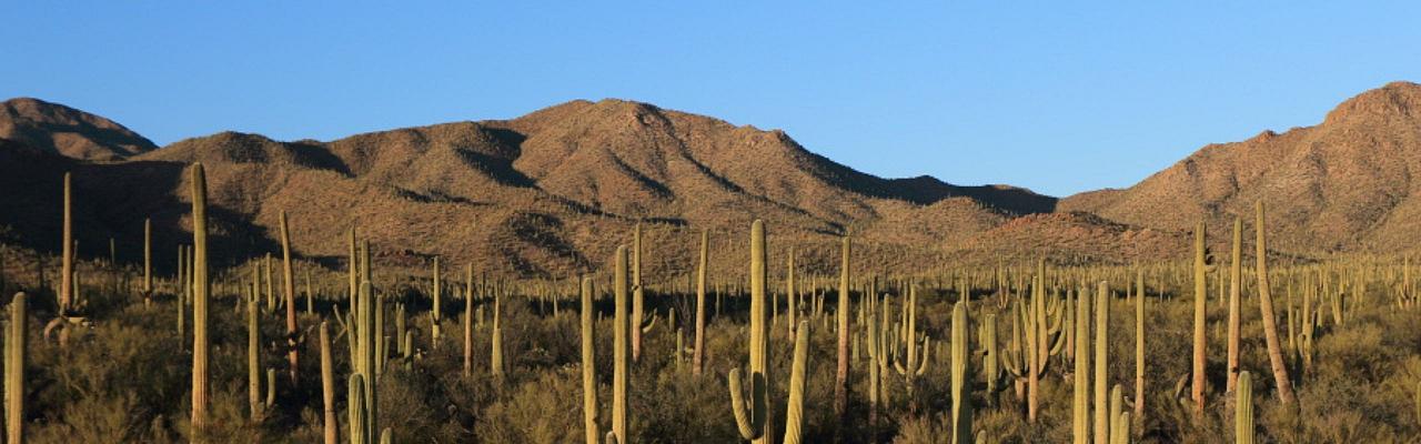 Arizona Birding, Arizona Bird Watching, United States, North American Birds, Naturalist Journeys, Wildlife Tour, Wildlife Photography, Ecotourism, Specialty Birds, Endemic Birds, Birding Hotspot, Sonoran Desert, Tucson