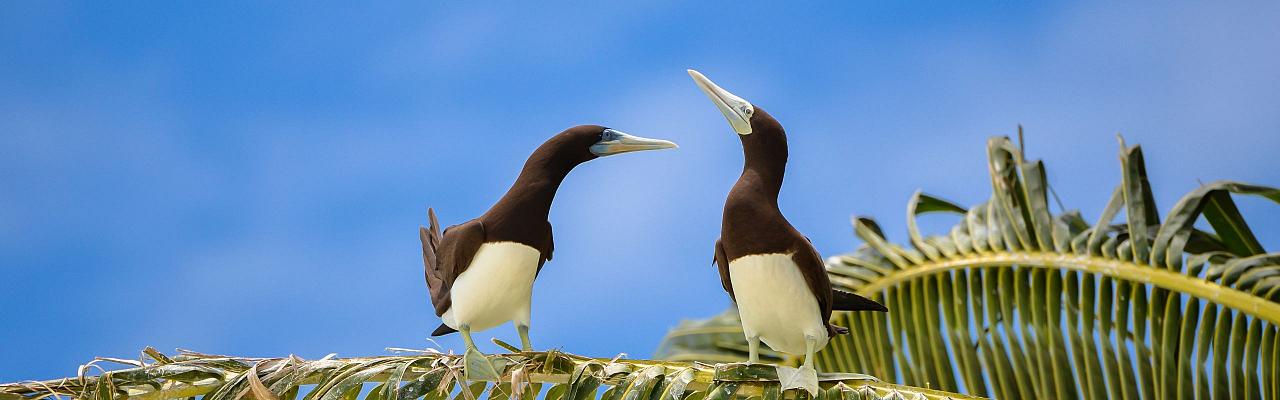 Brown Booby, Birding Lesser Antilles, Bird watching, St. Lucia, Dominica, St. Vincent, Naturalist Journeys, Wildlife Tour, Wildlife Photography, Ecotourism, Specialty Birds, Endemic Birds, Birding Hotspot