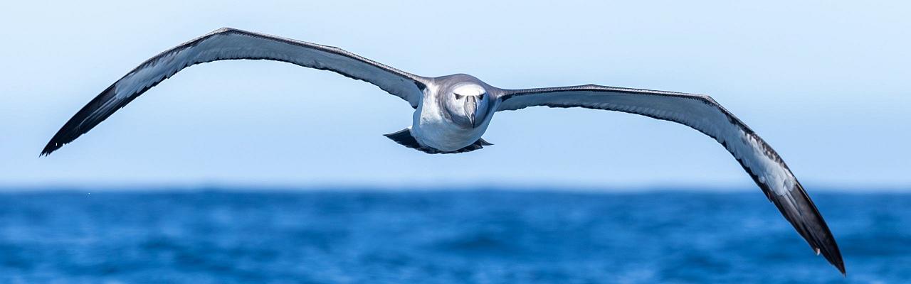 Birding South Africa, Bird watching South Africa, Cape Town, African birds, African Safari, Naturalist Journeys, Wildlife Tour, Wildlife Photography, Ecotourism, Specialty Birds, Endemic Birds, Birding Hotspot