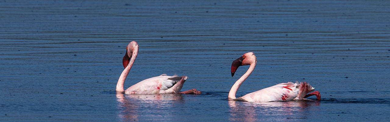 Birding South Africa, Bird watching South Africa, Cape Town, African birds, African Safari, Naturalist Journeys, Wildlife Tour, Wildlife Photography, Ecotourism, Specialty Birds, Endemic Birds, Birding Hotspot