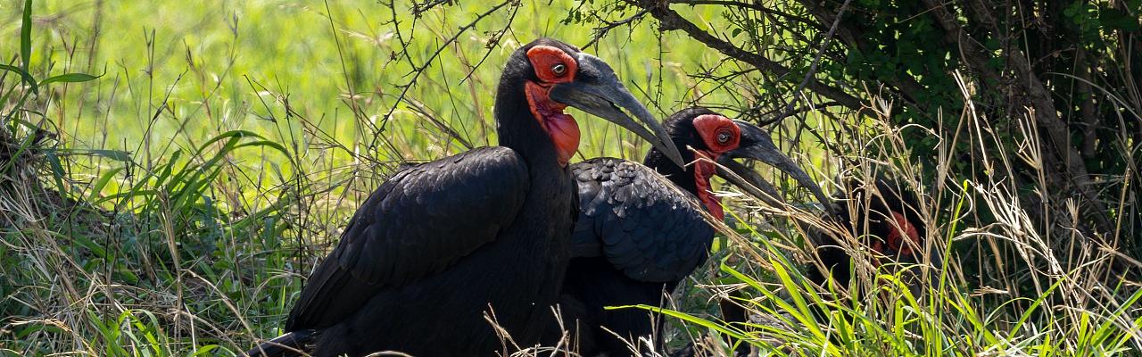 Birding South Africa, Bird watching South Africa, Cape Town, African birds, African Safari, Naturalist Journeys, Wildlife Tour, Wildlife Photography, Ecotourism, Specialty Birds, Endemic Birds, Birding Hotspot