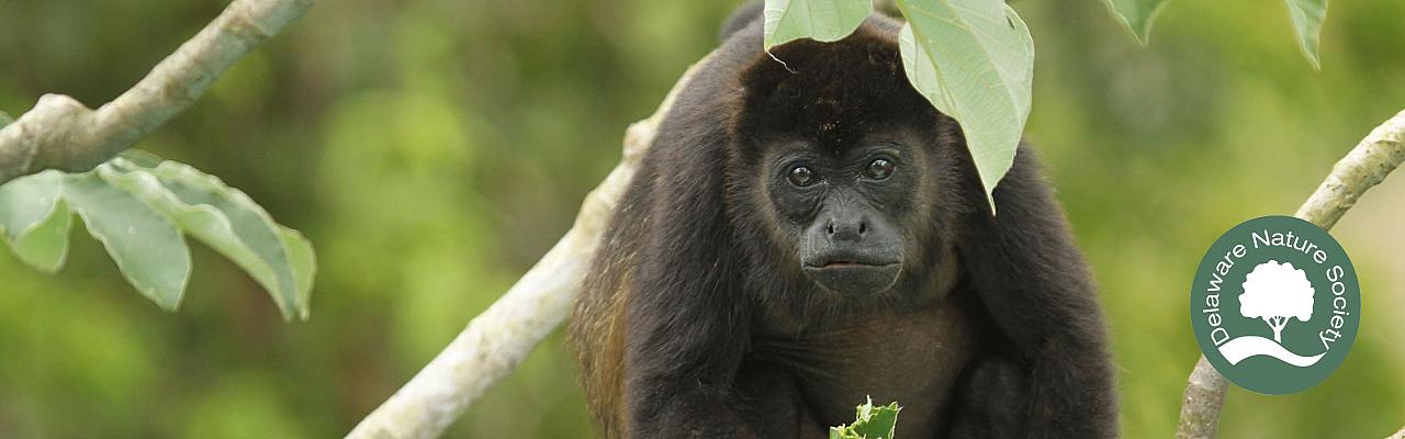 Black Howler Monkey, Belize, Belize Nature Tour, Belize Birding Tour, Winter Belize Tour, Naturalist Journeys	