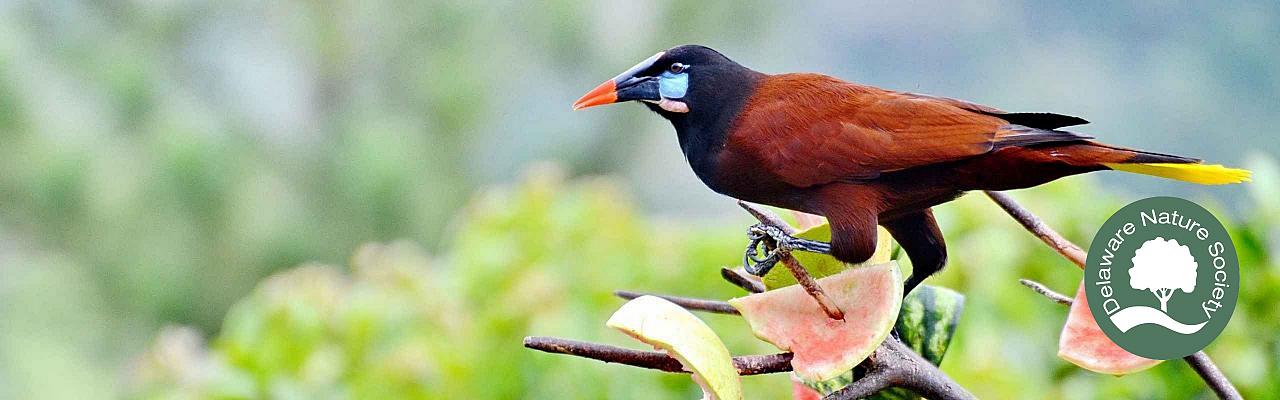 Montezuma Oropendola, Belize Nature Tours, Naturalist Journeys, Guided Nature Tour	
