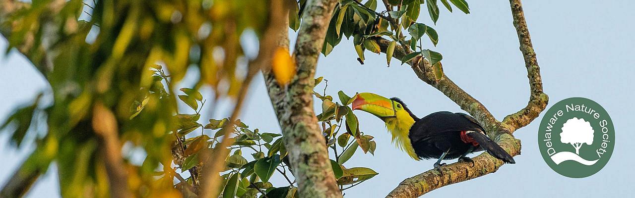 Birding Belize, Bird watching, Central America, Neotropics, Naturalist Journeys, Wildlife Tour, Wildlife Photography, Ecotourism, Specialty Birds, Birding Hotspot	