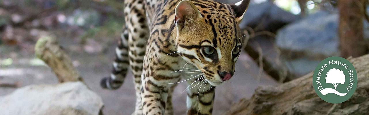 Margay, Belize Nature Tours, Naturalist Journeys, Guided Nature Tour	