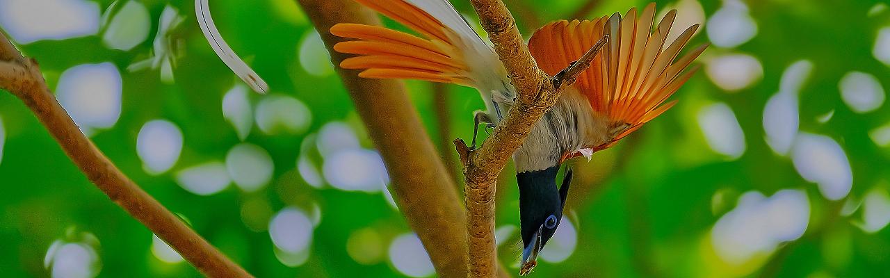 India Paradise Flycatcher, Kunalchak14 via Creative Commons, India Birding, Nature and Wildlife Tour by Naturalist Journeys, Big Cats and Breathtaking Birds of India