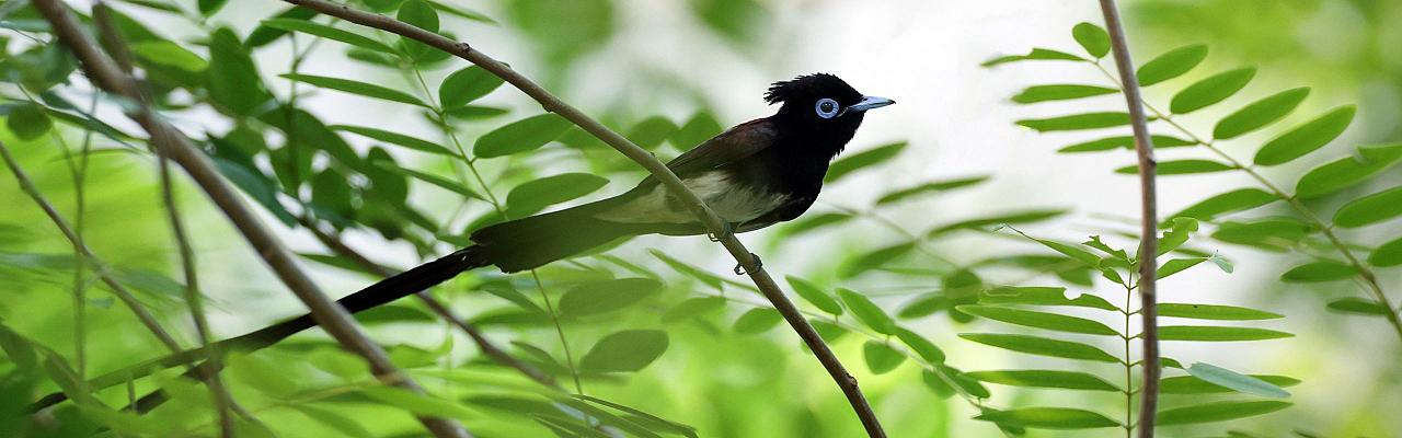 Birding Japan, Bird watching Japan, Kyushu, Ryukyu, Okinawa, Asian Birds, Naturalist Journeys, Wildlife Tour, Wildlife Photography, Ecotourism, Specialty Birds, Endemic Birds, Birding Hotspot