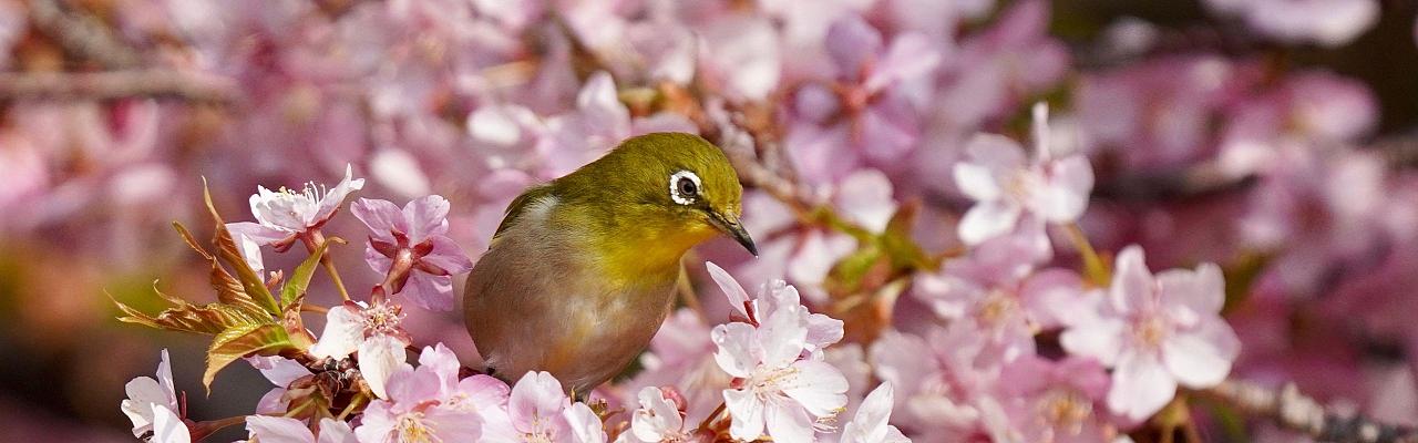 Birding Japan, Bird watching Japan, Kyushu, Ryukyu, Okinawa, Asian Birds, Naturalist Journeys, Wildlife Tour, Wildlife Photography, Ecotourism, Specialty Birds, Endemic Birds, Birding Hotspot