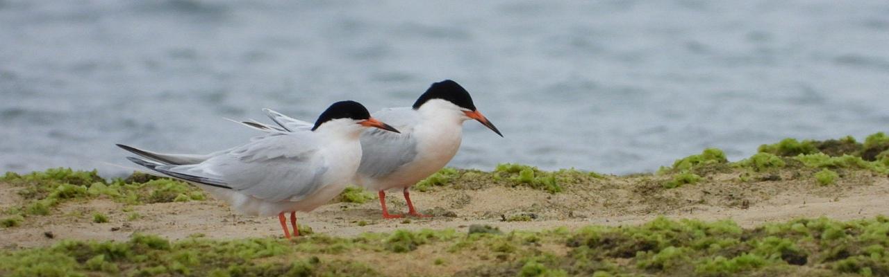 Birding Japan, Bird watching Japan, Kyushu, Ryukyu, Okinawa, Asian Birds, Naturalist Journeys, Wildlife Tour, Wildlife Photography, Ecotourism, Specialty Birds, Endemic Birds, Birding Hotspot