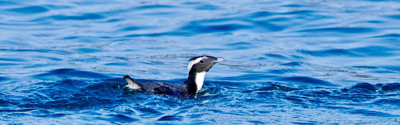 Birding Japan, Bird watching Japan, Kyushu, Ryukyu, Okinawa, Asian Birds, Naturalist Journeys, Wildlife Tour, Wildlife Photography, Ecotourism, Specialty Birds, Endemic Birds, Birding Hotspot