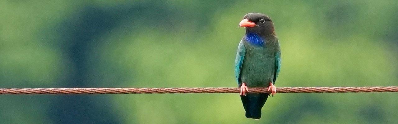 Birding Japan, Bird watching Japan, Kyushu, Ryukyu, Okinawa, Asian Birds, Naturalist Journeys, Wildlife Tour, Wildlife Photography, Ecotourism, Specialty Birds, Endemic Birds, Birding Hotspot
