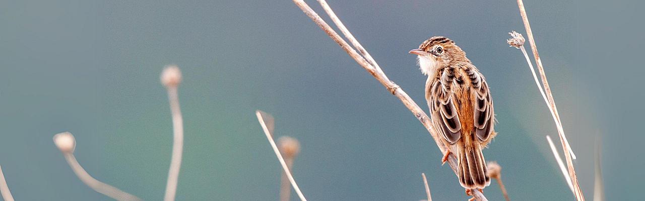 Birding Croatia, Birding Europe, Bird watching Croatia, Adriatic Sea, Balkan Peninsula, Nature Tour, Naturalist Journeys, Wildlife Tour, Wildlife Photography, Ecotourism, Specialty Birds, Birding Hotspot, Krka National Park, Pag, Spring Migration, European Wildlife Tour