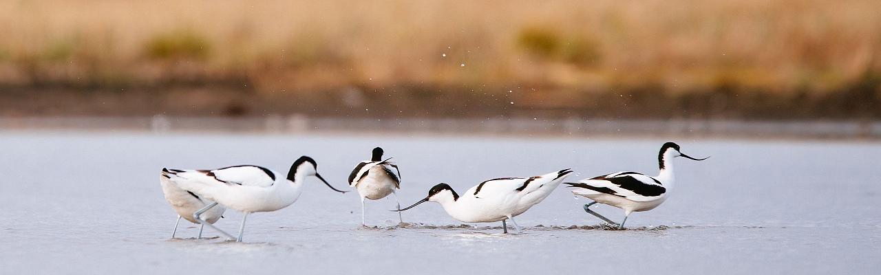 Birding Croatia, Birding Europe, Bird watching Croatia, Adriatic Sea, Balkan Peninsula, Nature Tour, Naturalist Journeys, Wildlife Tour, Wildlife Photography, Ecotourism, Specialty Birds, Birding Hotspot, Krka National Park, Pag, Spring Migration, European Wildlife Tour