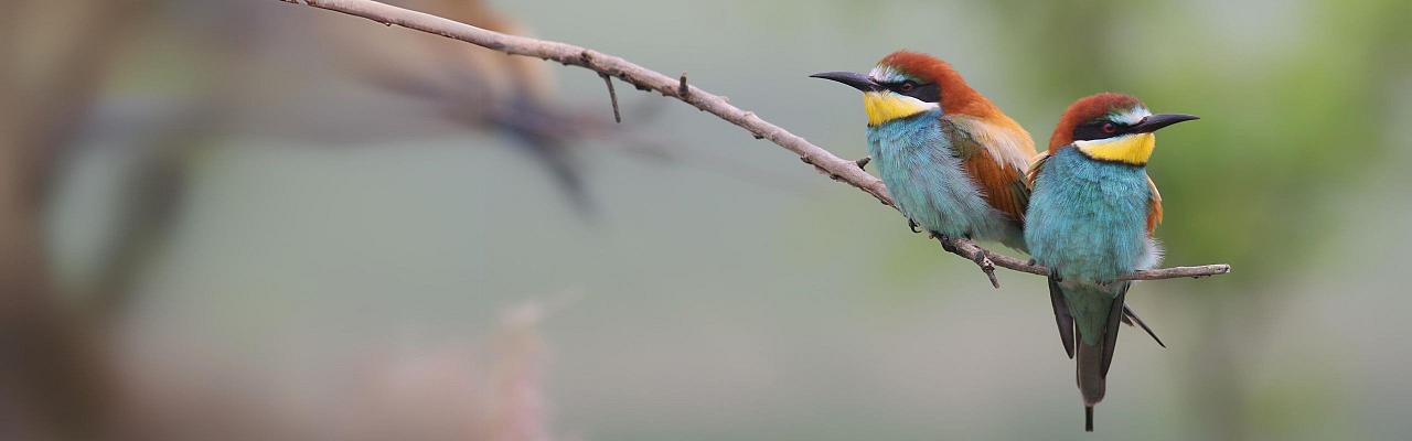 Birding Croatia, Birding Europe, Bird watching Croatia, Adriatic Sea, Balkan Peninsula, Nature Tour, Naturalist Journeys, Wildlife Tour, Wildlife Photography, Ecotourism, Specialty Birds, Birding Hotspot, Krka National Park, Pag, Spring Migration, European Wildlife Tour