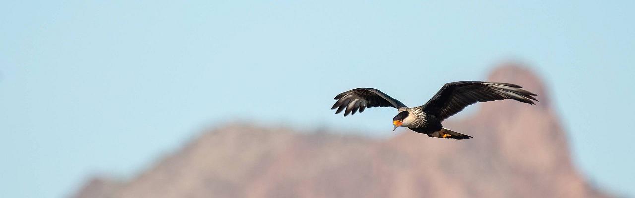 Birding Arizona