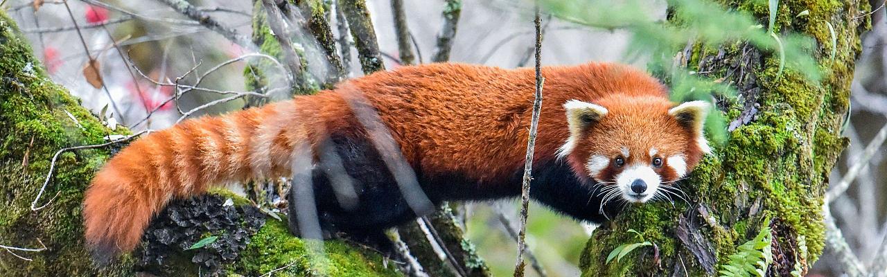 Birding China, Bird Watching China, Asia Birds, Naturalist Journeys, Wildlife Tour, Wildlife Photography, Ecotourism, Specialty Birds, Endemic Birds, Birding Hotspot, Migration, Sichuan Basin