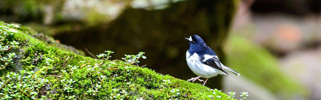 Birding China, Bird Watching China, Asia Birds, Naturalist Journeys, Wildlife Tour, Wildlife Photography, Ecotourism, Specialty Birds, Endemic Birds, Birding Hotspot, Migration, Sichuan Basin
