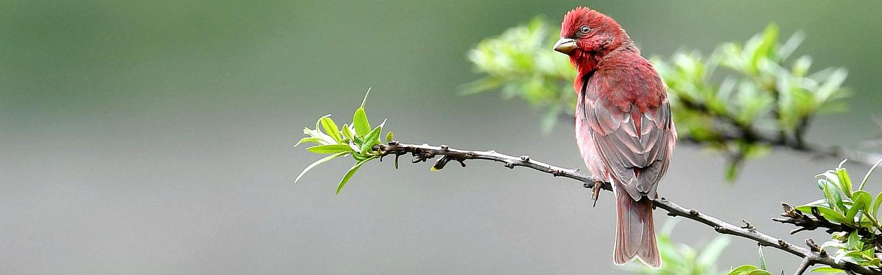 Birding China, Bird Watching China, Asia Birds, Naturalist Journeys, Wildlife Tour, Wildlife Photography, Ecotourism, Specialty Birds, Endemic Birds, Birding Hotspot, Migration, Sichuan Basin