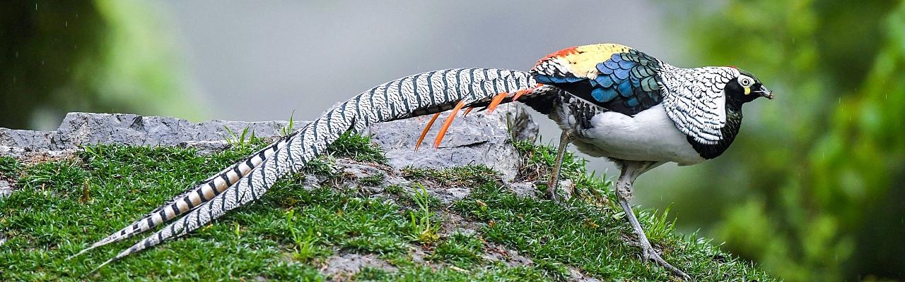 Birding China, Bird Watching China, Asia Birds, Naturalist Journeys, Wildlife Tour, Wildlife Photography, Ecotourism, Specialty Birds, Endemic Birds, Birding Hotspot, Migration, Sichuan Basin