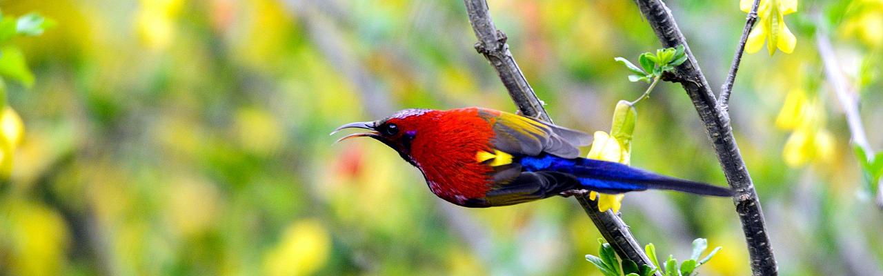 Birding China, Bird Watching China, Asia Birds, Naturalist Journeys, Wildlife Tour, Wildlife Photography, Ecotourism, Specialty Birds, Endemic Birds, Birding Hotspot, Migration, Sichuan Basin