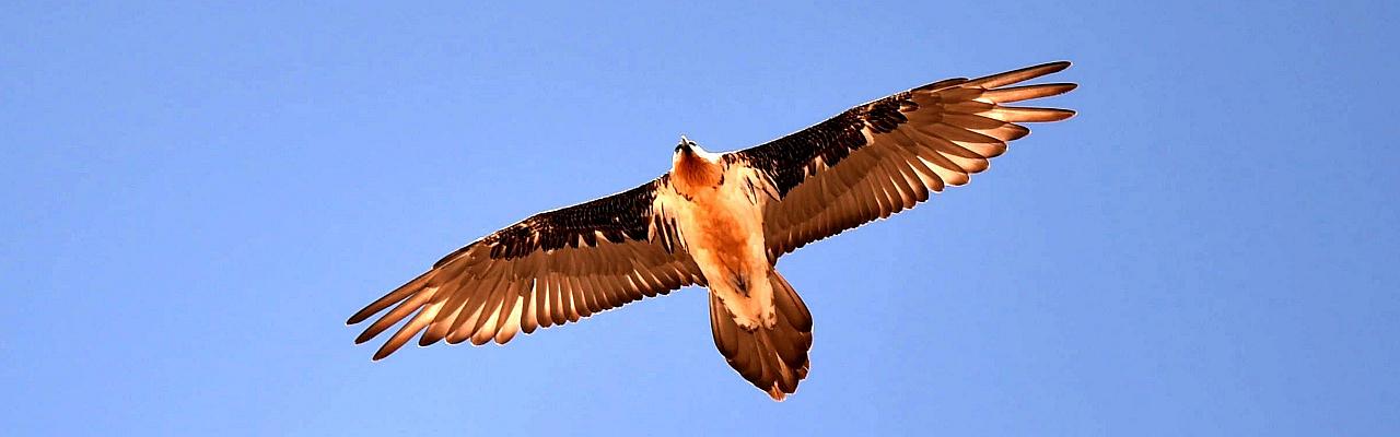 Birding China, Bird Watching China, Asia Birds, Naturalist Journeys, Wildlife Tour, Wildlife Photography, Ecotourism, Specialty Birds, Endemic Birds, Birding Hotspot, Migration, Sichuan Basin