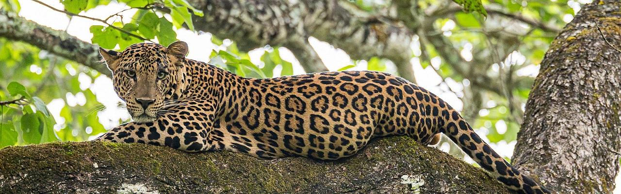 Birding India, Bird watching Asia, India Nature Tour, Big Cats in India, Naturalist Journeys, Wildlife Tour, Wildlife Photography, Ecotourism, Specialty Birds, Birding Hotspot, Tiger Reserve, Snow Leopards