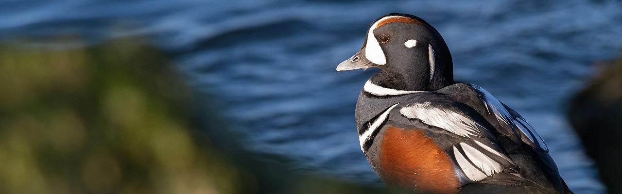 Birding Canada, Bird Watching Canada, Birding North America, Naturalist Journeys, Wildlife Tour, Wildlife Photography, Ecotourism, Specialty Birds, Endemic Birds, Birding Hotspot, Banff National Park