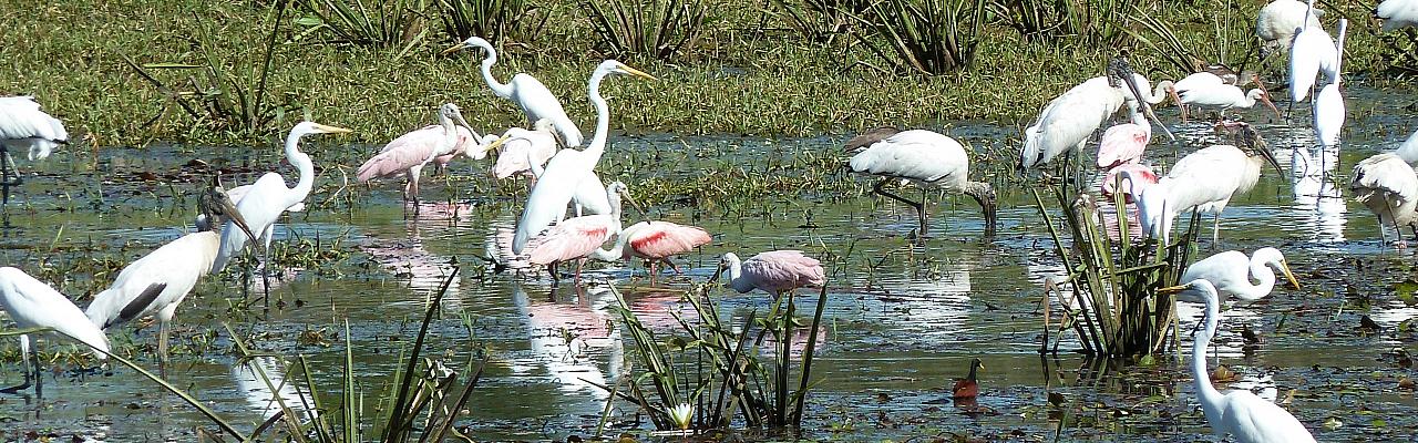 Great Egret, Roseate Spoonbill, Belize Birding Tour, Belize Nature Tour, Winter Belize Tour, Chan Chich Lodge, Crooked Tree Lagoon, Naturalist Journeys