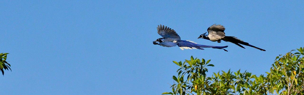Black-throated Magpie-jay, Birding Mexico, Bird watching Mexico, Pacific Ocean, North American birds, Naturalist Journeys, Wildlife Tour, Wildlife Photography, Ecotourism, Specialty Birds, Endemic Birds, Birding Hotspot 