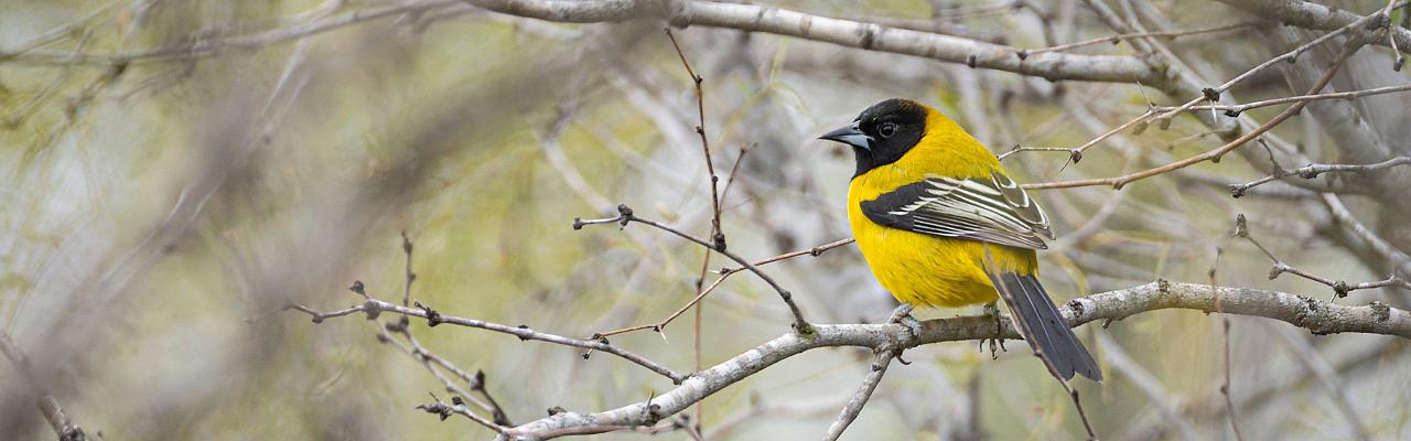 Birding Texas Hill Country, Bird watching, Texas, Hill Country, Naturalist Journeys, Wildlife Tour, Wildlife Photography, Ecotourism, Specialty Birds, Birding Hotspot