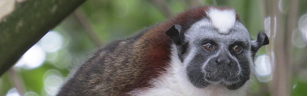 Geoffrey's Tamarin, Panama, Panama Nature Tour, Panama Birding Tour, Naturalist Journeys