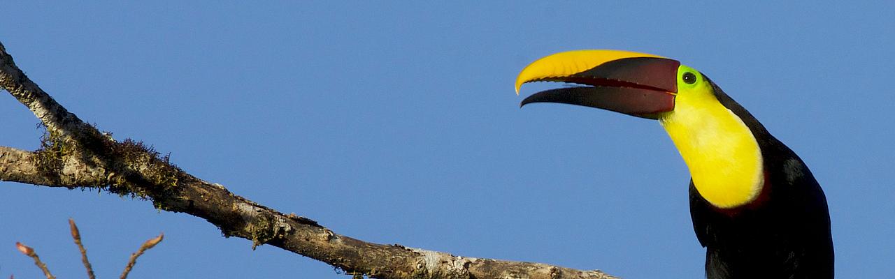 Yellow-throated Toucan, Panama, Panama Birding Tour, Panama Nature Tour, Winter Panama Tour, Naturalist Journeys