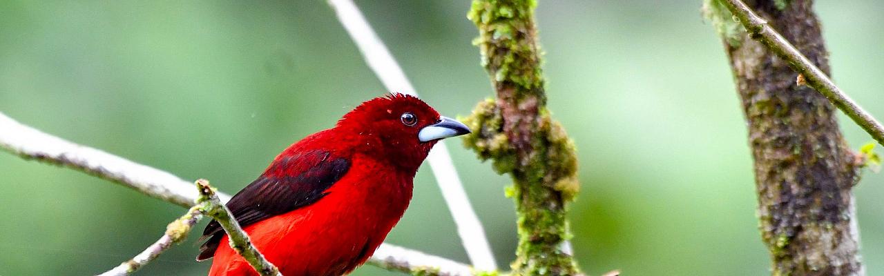 Crimson-backed Tanager, Panama, Panama Birding Tour, Panama Nature Tour, Winter Panama Tour, Naturalist Journeys