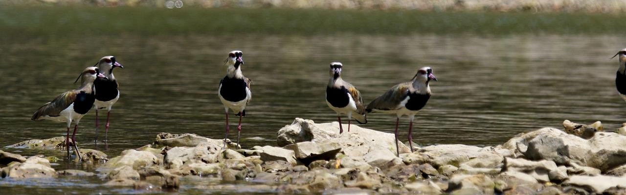 Southern Lapwing, Panama, Panama Birding Tour, Panama Nature Tour, Winter Panama Tour, Naturalist Journeys