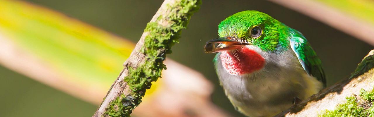 Birding Puerto Rico, Bird Watching North America, Tropical Birds, Naturalist Journeys, Wildlife Tour, Wildlife Photography, Ecotourism, Specialty Birds, endemic birds