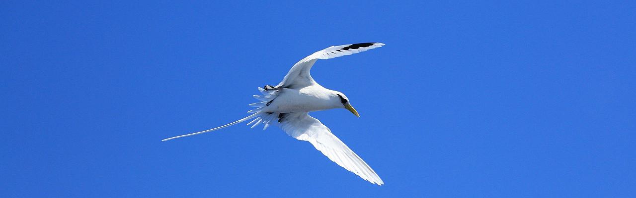 Birding Puerto Rico, Bird Watching North America, Tropical Birds, Naturalist Journeys, Wildlife Tour, Wildlife Photography, Ecotourism, Specialty Birds, endemic birds