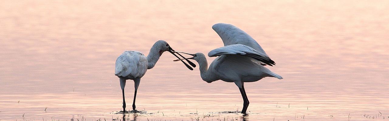 Birding Belgium, Bird Watching the Netherlands, European Birds, Naturalist Journeys, Wildlife Tour, Wildlife Photography, Ecotourism, Specialty Birds