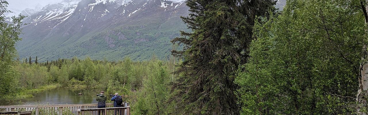 Birding Group, Alaska, Alaska Nature Tour, Alaska Birding Tour, Alaska Wildlife Tour, Naturalist Journeys