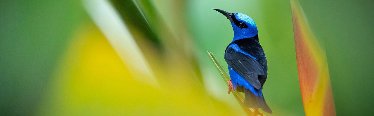 Birding Belize, Bird watching, Central America, Neotropics, Naturalist Journeys, Wildlife Tour, Wildlife Photography, Ecotourism, Specialty Birds, Birding Hotspot