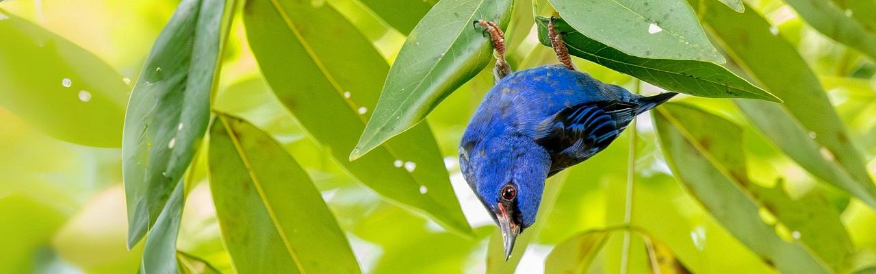 Birding Ecuador, Bird watching Ecuador, Ecuador, South American Birds, Naturalist Journeys, Wildlife Tour, Wildlife Photography, Ecotourism, Specialty Birds, Endemic Birds, Birding Hotspot