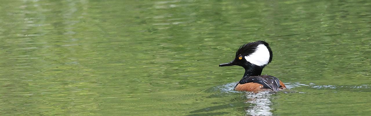 Birding Oregon, Bird Watching the Oregon,  Naturalist Journeys, Wildlife Tour, Wildlife Photography, Ecotourism, Specialty Birds, Mt. Hood