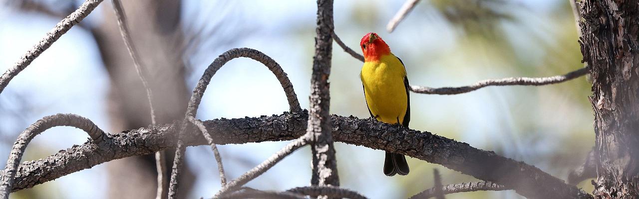 Birding Oregon, Bird Watching the Oregon,  Naturalist Journeys, Wildlife Tour, Wildlife Photography, Ecotourism, Specialty Birds, Mt. Hood