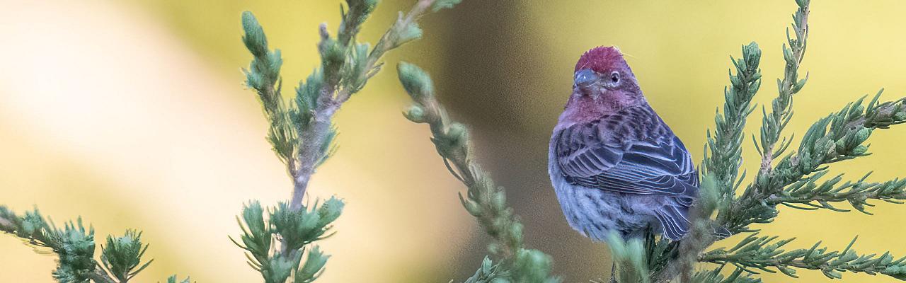 Birding Oregon, Bird Watching the Oregon,  Naturalist Journeys, Wildlife Tour, Wildlife Photography, Ecotourism, Specialty Birds, Mt. Hood