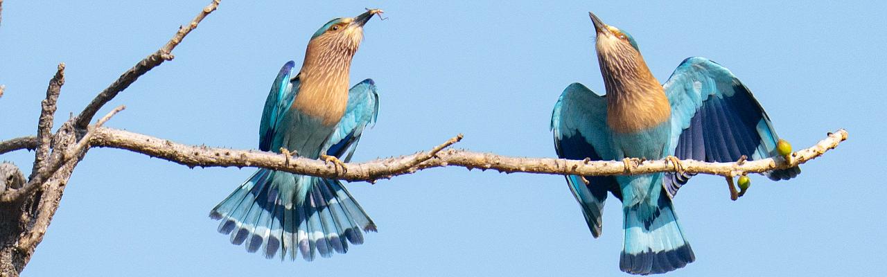 Indian Roller