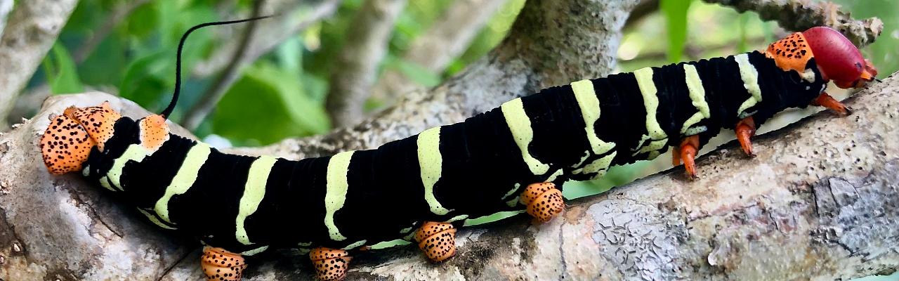 Tetrio Sphinx moth caterpillar, Lesser Antilles, St. Vincent, St. Lucia, St. Vincent