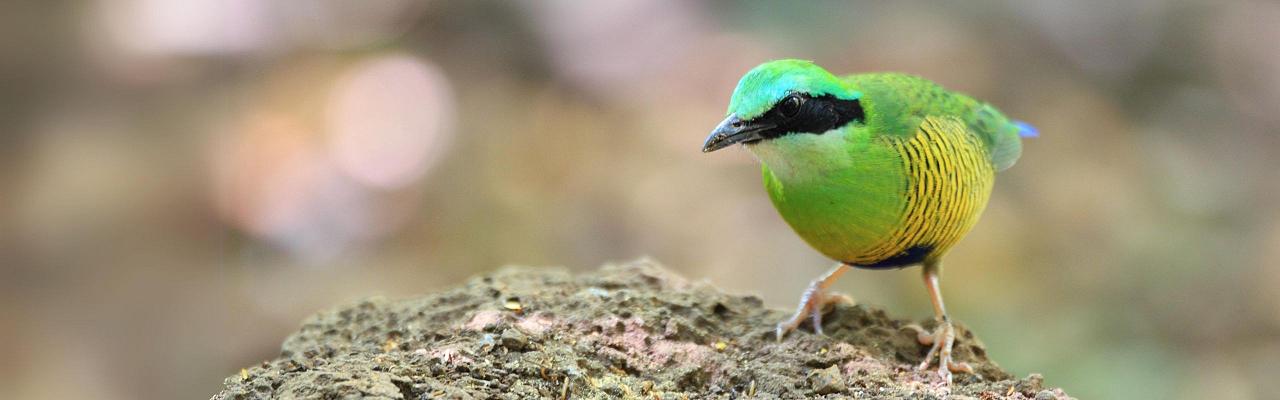 Birding Vietnam, Bird Watching Vietnam, Birding Asia, Naturalist Journeys, Wildlife Tour, Wildlife Photography, Ecotourism, Specialty Birds, Endemic Birds, Birding Hotspot, Cuc Phuong