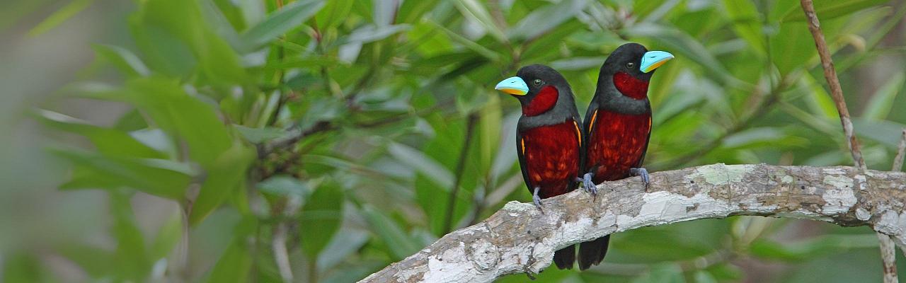 Birding Vietnam, Bird Watching Vietnam, Birding Asia, Naturalist Journeys, Wildlife Tour, Wildlife Photography, Ecotourism, Specialty Birds, Endemic Birds, Birding Hotspot, Cuc Phuong