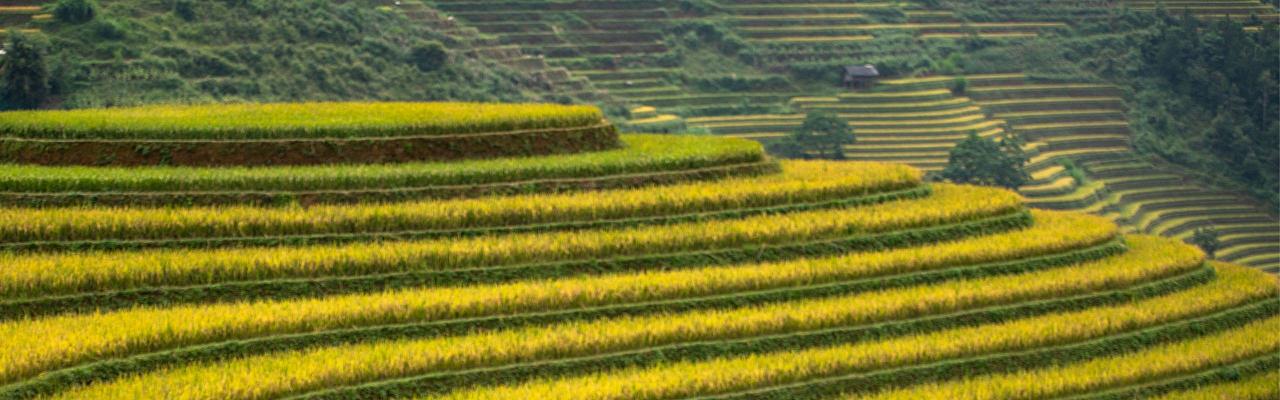 Birding Vietnam, Bird Watching Vietnam, Birding Asia, Naturalist Journeys, Wildlife Tour, Wildlife Photography, Ecotourism, Specialty Birds, Endemic Birds, Birding Hotspot, Cuc Phuong